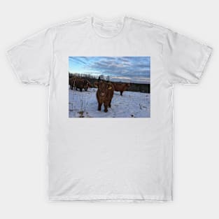 Scottish Highland Cattle Cows and Calves 1608 T-Shirt